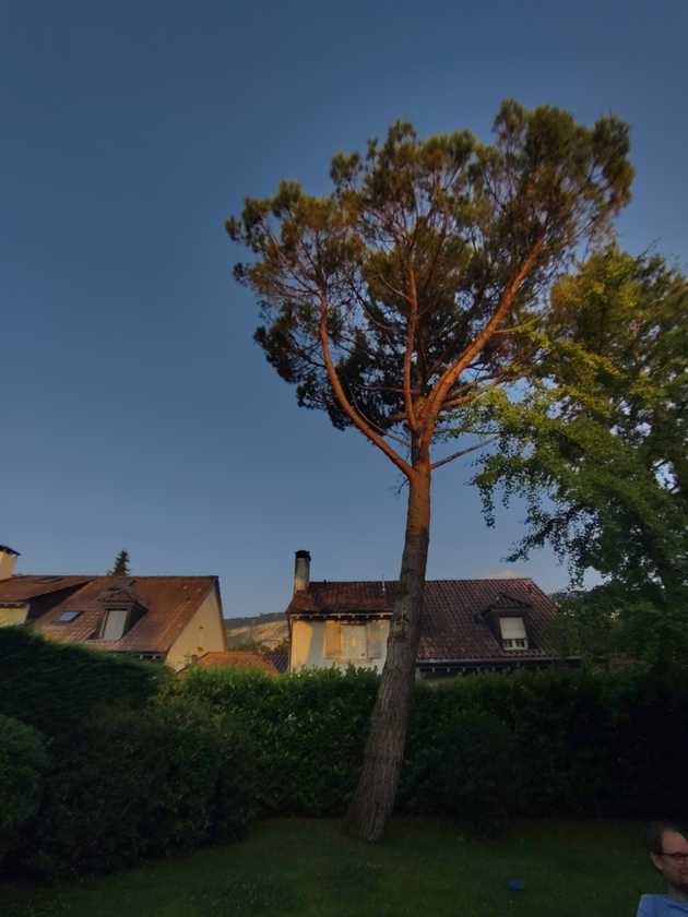 Cousin Tree