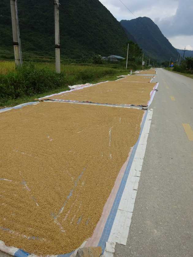 There was a lot I didn’t know about rice production