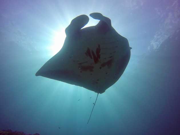 Picture from Marine Megafauna Foundation: SE&nbsp;Asia