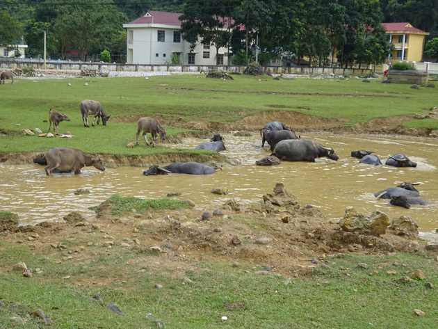 Water buffalo taking a luxurious mud&nbsp;bath