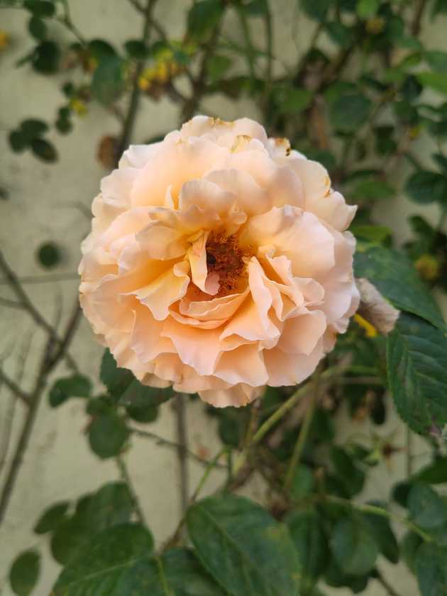 Img 20250706 Wa0042