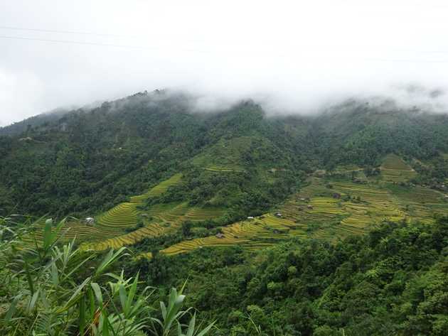 Layers on layers of rice fields cut into the landscape.