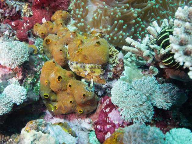 Picture from Marine Megafauna Foundation: SE&nbsp;Asia