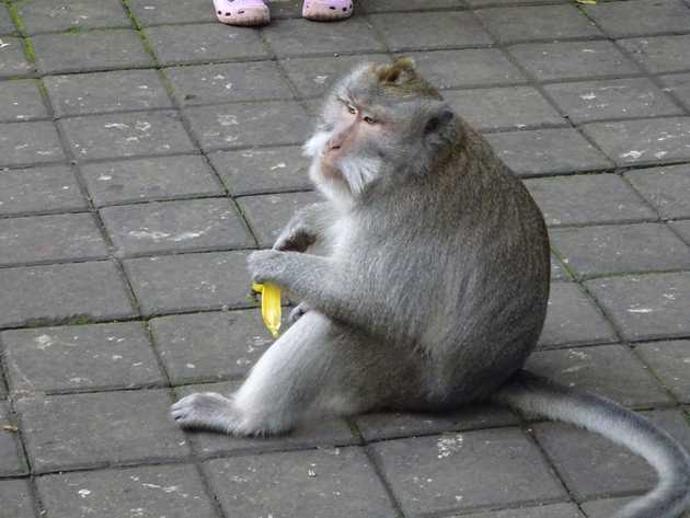 Munching his&nbsp;banana.
